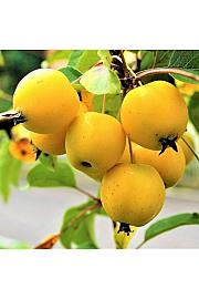 Malus floribunda Golden Hornet - okrasna C7,5 Lit. 60-80 cm