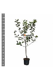 Malus domestica Summerred C7,5 Lit. 125-150 cm