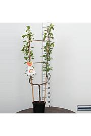 Malus domestica Rode Boskoop C7,5 Lit. 140-160 cm U forma