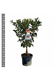 Malus domestica Red Sentinel - okrasna C7,5 Lit. 60-80 cm