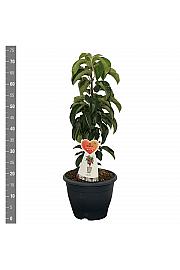 Malus domestica Pillar Apple C7 Lit. 40-60 cm Stebričasta