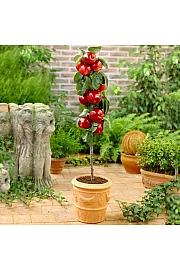 Malus domestica Pillar Apple C7 Lit. 40-60 cm Stebričasta