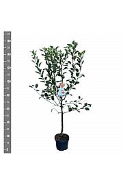 Malus domestica James Grieve C7,5 Lit. 125-150 cm