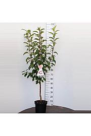 Malus domestica James Grieve C7,5 Lit. 125-150 cm