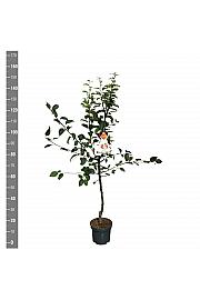 Malus domestica Gravenstein C7,5 Lit. 125-150 cm