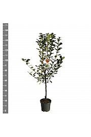 Malus domestica Granny Smith C7,5 Lit. 125-150 cm