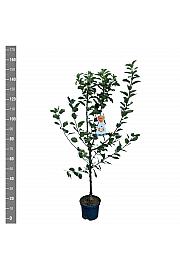 Malus domestica Golden Pearmain C7,5 Lit. 125-150 cm