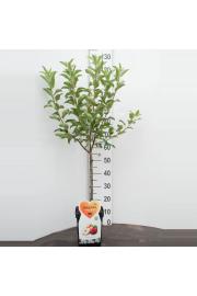 Malus domestica Galina - Mini C5 Lit. Na steblu 50 cm