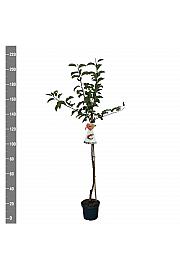 Malus domestica Gala C7,5 Lit. 175-200 cm Na steblu 100 cm