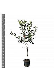 Malus domestica Gala C7,5 Lit. 125-150 cm