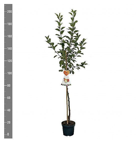 Malus domestica Elstar C7,5 Lit. 175-200 cm Na steblu 100 cm