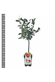 Malus domestica Elstar C5 Lit. 80-100 cm Patio