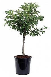 Malus domestica Delicado C5 Lit. 60-80 cm Na steblu