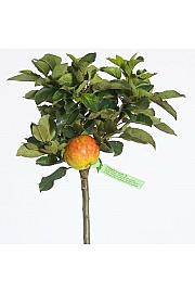 Malus domestica Croquella C5 Lit. 80-100 cm Patio