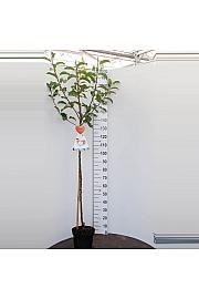 Malus domestica Cox Orange Pippin C7,5 Lit. 175-200 cm Na steblu 100 cm