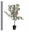 Malus domestica Cox Orange Pippin C7,5 Lit. 125-150 cm