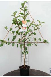 Malus domestica C7,5 Lit. 150-175 cm Špalir