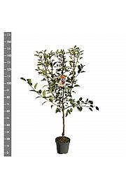 Malus domestica Breaburn C7,5 Lit. 125-150 cm