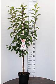 Malus domestica Breaburn C7,5 Lit. 125-150 cm
