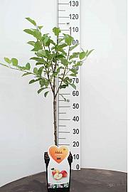 Malus domestica Bramleys Seedling C5 Lit. 80-100 cm Patio