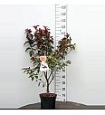 Malus domestica Appletini - okrasna C7,5 Lit. 60-80 cm