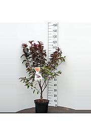 Malus domestica Appletini - okrasna C7,5 Lit. 60-80 cm