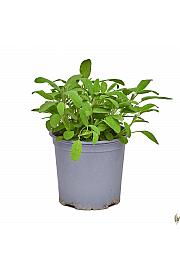 Salvia officinalis Ø19