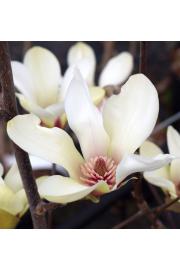 Magnolia Sunrise C10 Lit. 60-80 cm