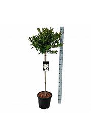 Magnolia stellata C15 Lit. Na steblu 80 cm