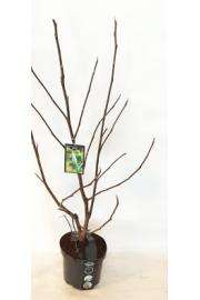 Magnolia Blue Opal C7,5 Lit. 50-60 cm