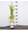 Lycium barbarum Instant Success C2 Lit. 30-40 cm
