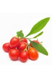 Lycium barbarum C2 Lit. 40-60 cm