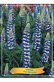 Lupinus The Governor Ø11