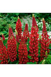 Lupinus My Castle Ø11