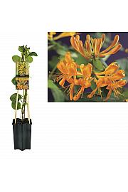 Lonicera tellmanniana C1,5 Lit. 30-40 cm