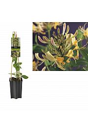 Lonicera periclymenum C1,5 Lit. 30-40 cm