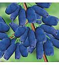 Lonicera kamschatica Altaj C2 Lit. 30-40 cm