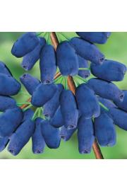 Lonicera kamschatica Altaj C2 Lit. 40-60 cm (60828)