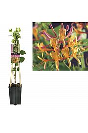 Lonicera heckrottii American Beauty C1,5 Lit. 30-40 cm