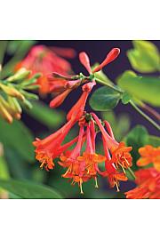 Lonicera Dropmore Scarlet C1 Lit. 20-30 cm