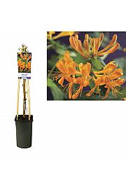 Lonicera tellmanniana C2,5 Lit. 40-60 cm
