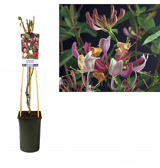 Lonicera periscifolia Serotina C2,5 Lit. 40-60 cm