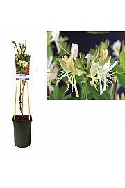 Lonicera periscifolia Belgica C2,5 Lit. 40-60 cm