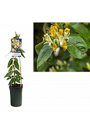 Lonicera heckrotti Copper Beauty C2,5 Lit. 40-60 cm