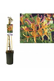 Lonicera heckrotti American Beauty C2,5 Lit. 40-60 cm