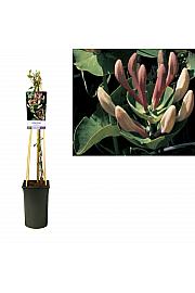 Lonicera caprifolium C2,5 Lit. 40-60 cm
