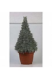 Lavandula angustifolia Ø35 piramida