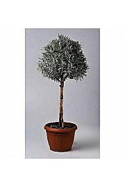 Lavandula angustifolia Ø24 Na Steblu 40 cm