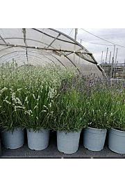 Lavandula Ø19 mix