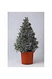 Lavandula angustifolia Ø18 piramida